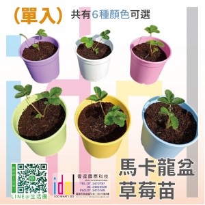 馬卡龍盆草莓苗(單入)